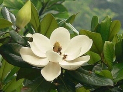 合金鋁烤漆龍骨系列